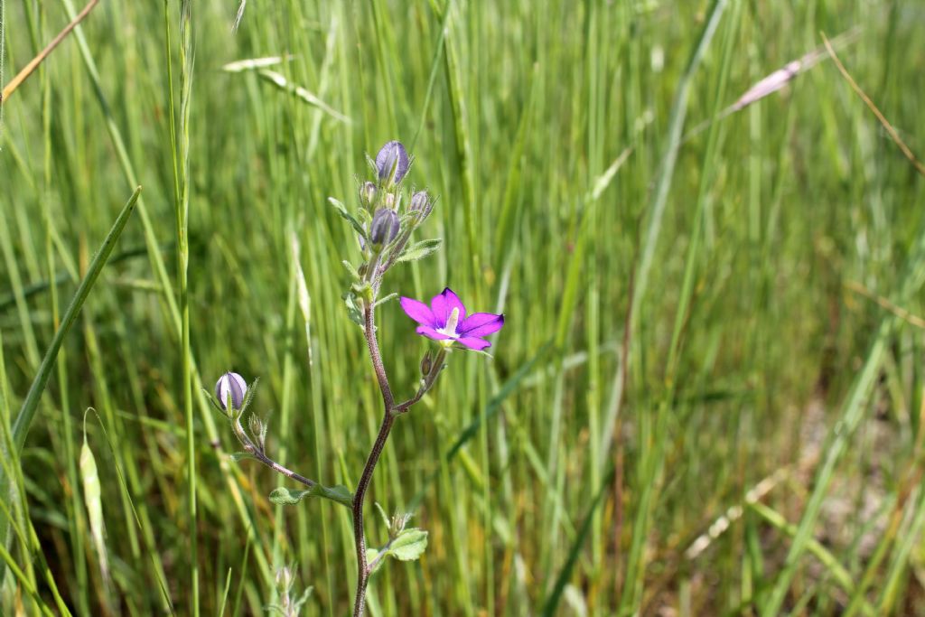 Legousia speculum-veneris